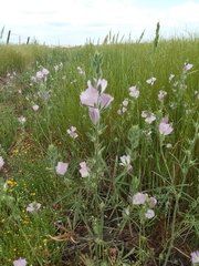 Sidalcea calycosa