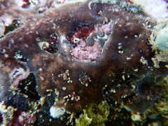 Cystodytes