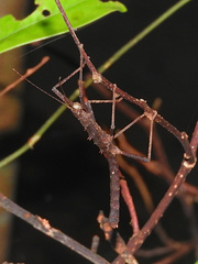 Neohirasea hongkongensis