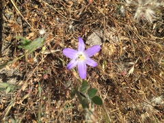 Brodiaea terrestris
