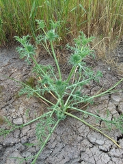 Eryngium castrense