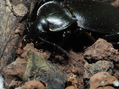Carabus banonii