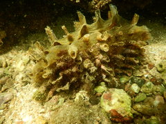 Pinna rugosa