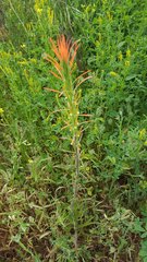 Castilleja minor stenantha