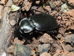 Carabus banonii