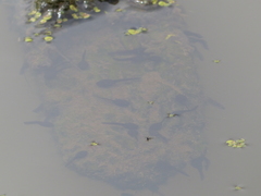 Bufo bufo
