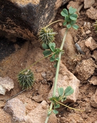 Medicago laciniata