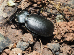 Carabus banonii