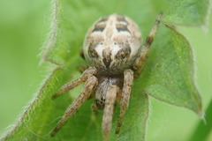 Larinioides cornutus