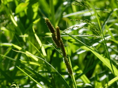 Carex shortiana