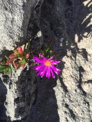 Lampranthus ceriseus