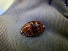 Pseudozonaria arabicula