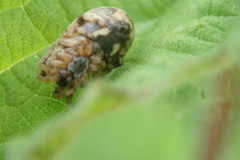 Larinioides cornutus