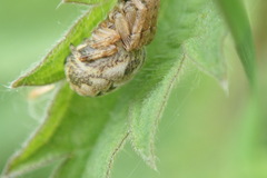 Larinioides cornutus