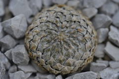 Pelecyphora strobiliformis