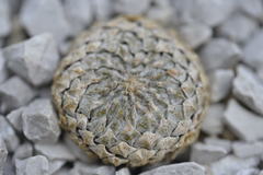 Pelecyphora strobiliformis