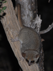 Microcebus griseorufus