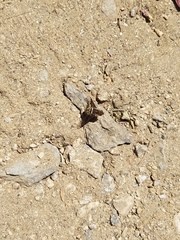 Thyridanthrax pallidus