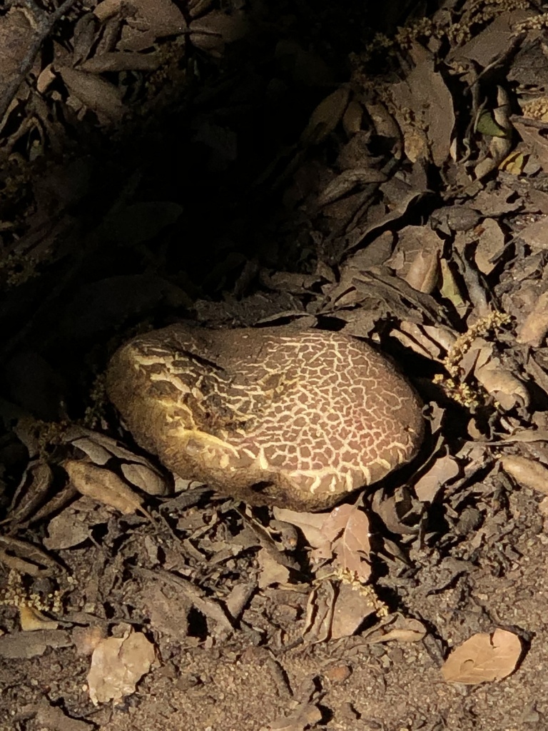 oak-loving bolete from Ensenada, B.C., MX on April 22, 2024 at 03:49 PM ...