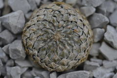 Pelecyphora strobiliformis