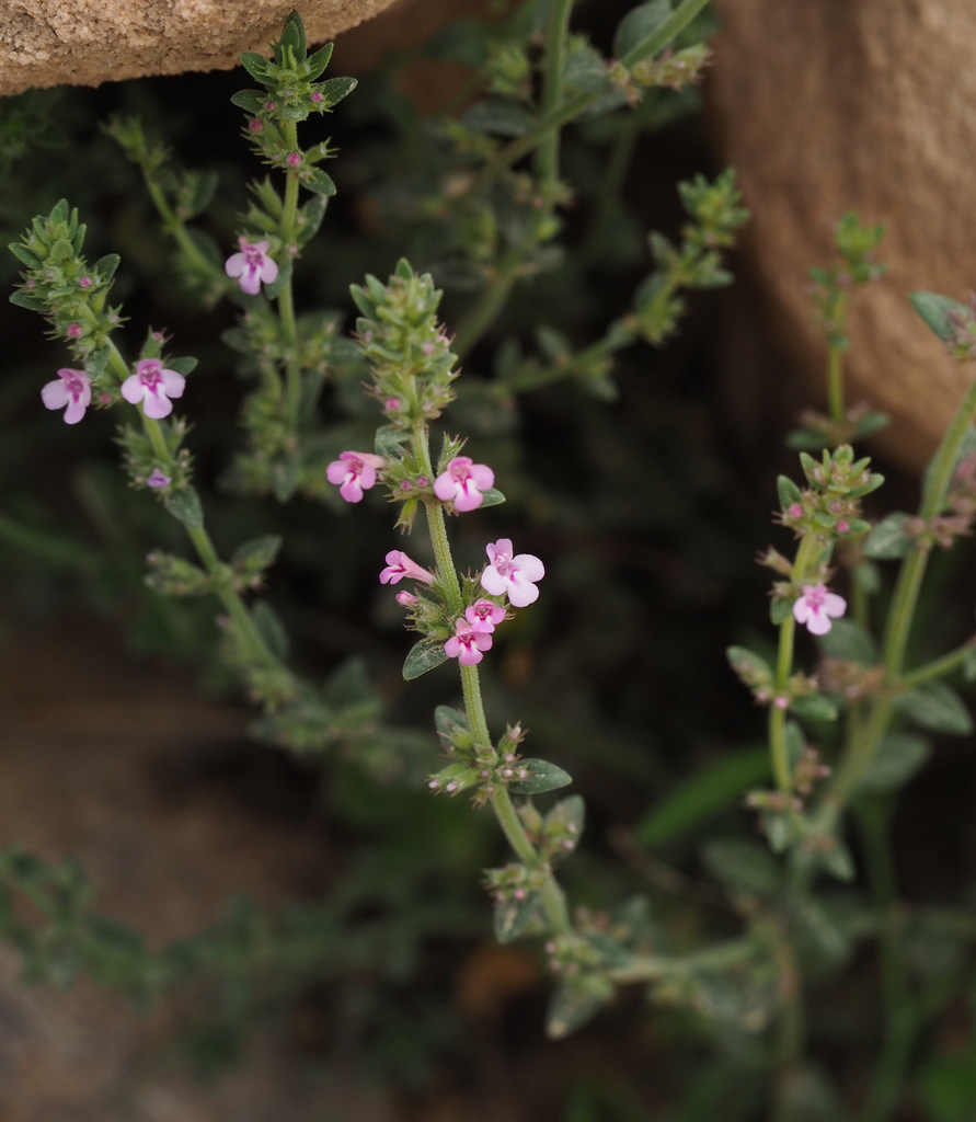 Myrtle-leaved Savory