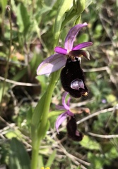 Ophrys bertolonii