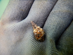 Cerithium maculosum