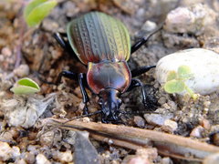 Carabus morbillosus