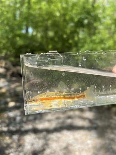 Western Blacknose Dace