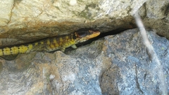 Pseudocordylus microlepidotus microlepidotus
