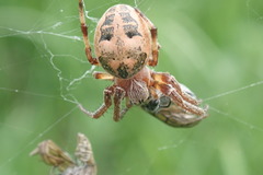 Larinioides cornutus