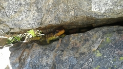 Pseudocordylus microlepidotus microlepidotus