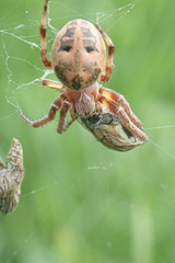 Larinioides cornutus