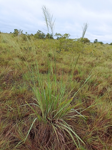 Axonopus anceps