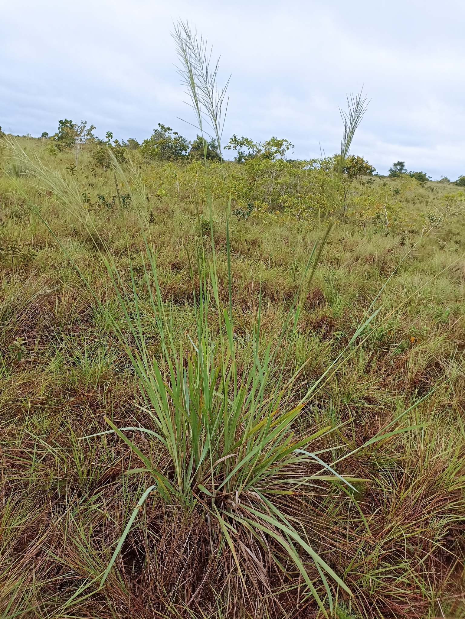 Axonopus anceps