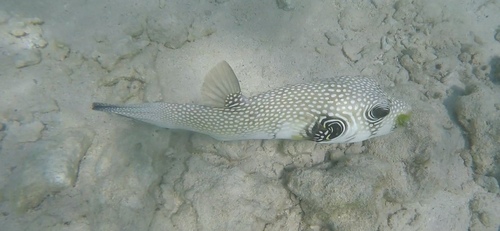White-spotted Puffer — seen at this dive site