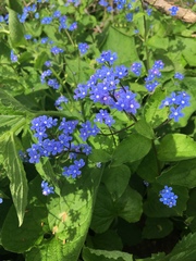 Brunnera