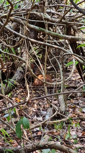 Central American Red Brocket