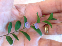 Evolvulus convolvuloides