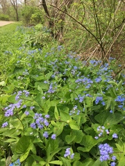 Brunnera