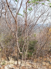 Cnidoscolus megacanthus