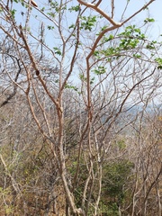 Cnidoscolus megacanthus