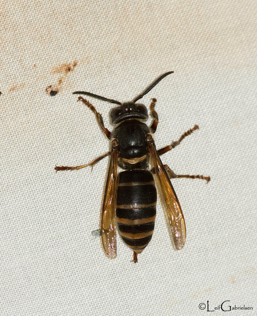 Philippine Hornet