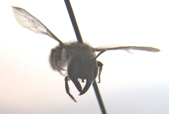 Protosmia rubifloris