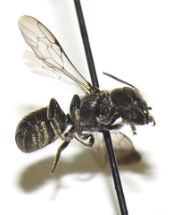 Protosmia rubifloris