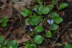 Viola rupestris