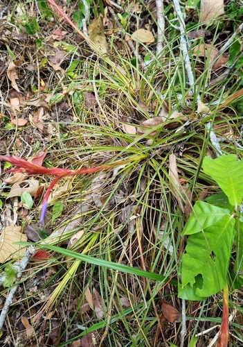 Tillandsia festucoides, photograph 4
