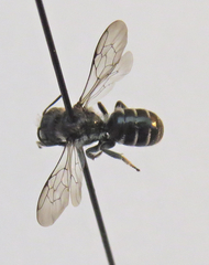 Protosmia rubifloris