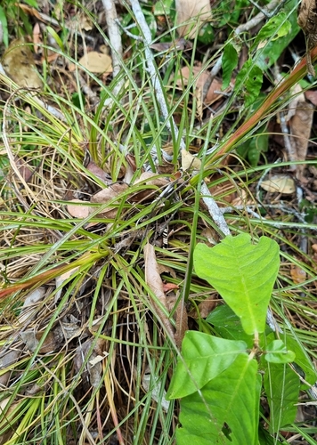 Tillandsia festucoides, photograph 5