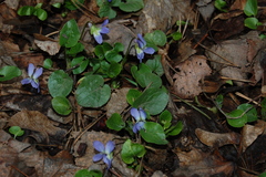 Viola rupestris